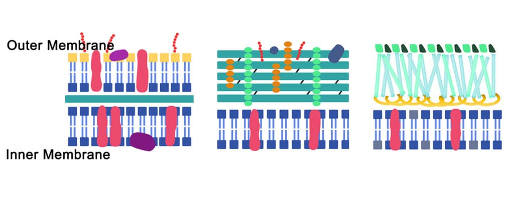 cell membrane difference