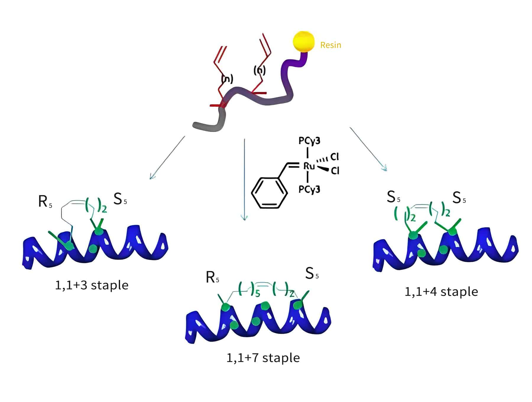 different stapled peptide synthesis