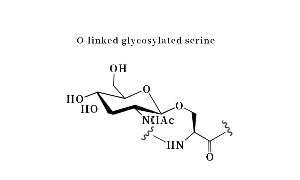 1. O-linked glycosylated serine