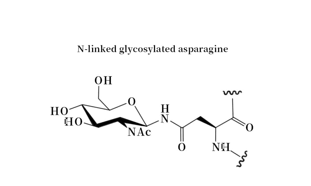 2. N-linked glycosylated asparagine