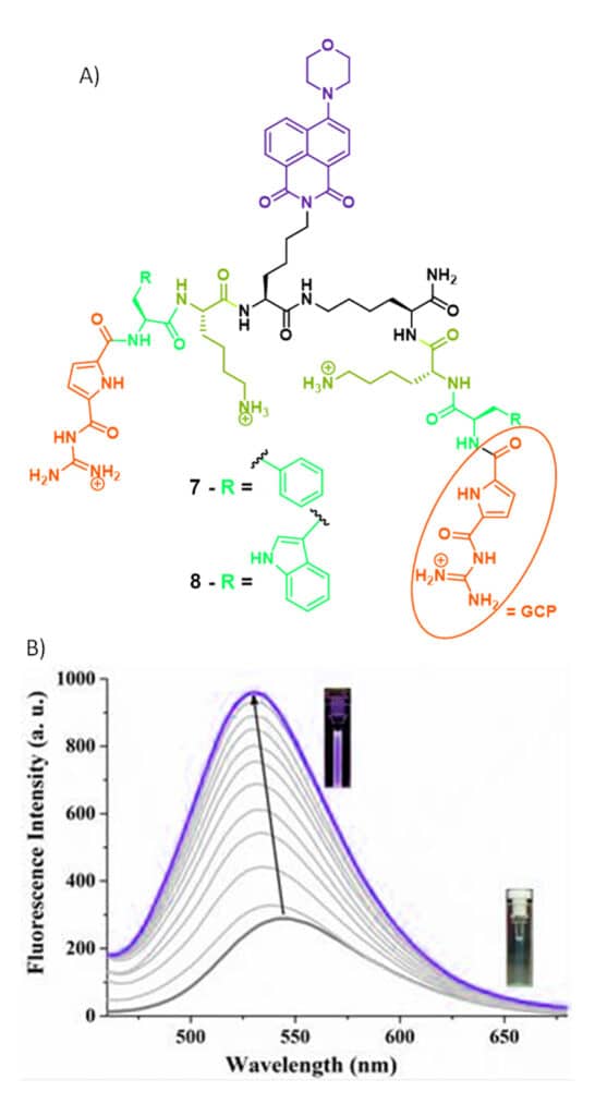 4. Fluorescent probe for protein monitoring