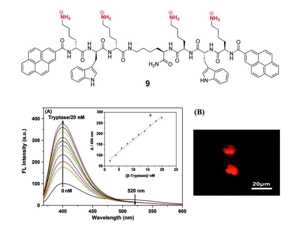 5. Fluorescent peptidic β-tryptase inhibitor