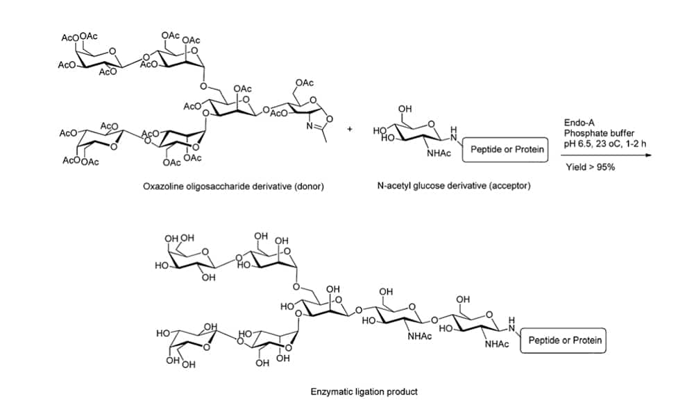 6. Ligation with N-acetyl glucose derivative