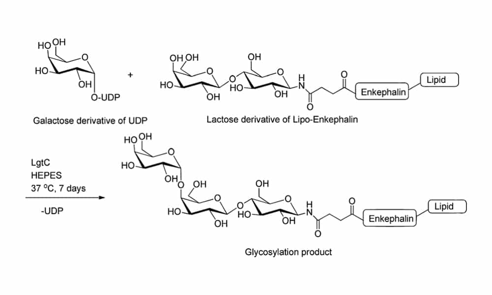 7. Enzymatic glycosylation