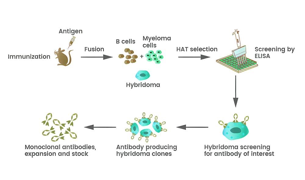 1.Mono antibody mice