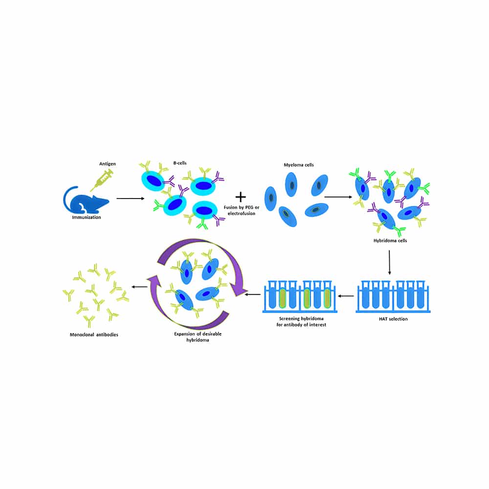 2. Hybridoma Technology