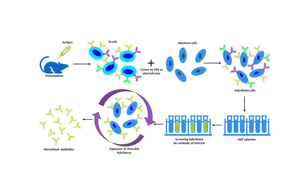 2.Hybridoma mono antibody