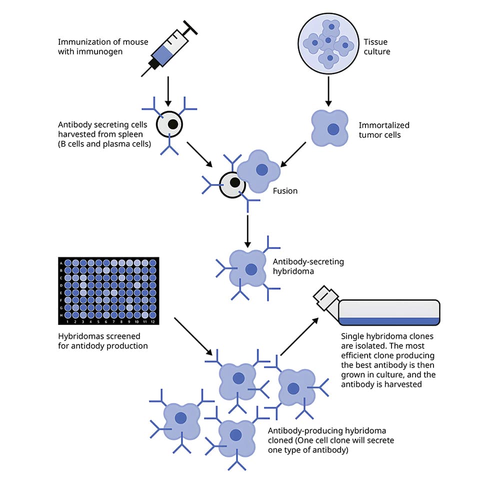 3. Monoclonal production