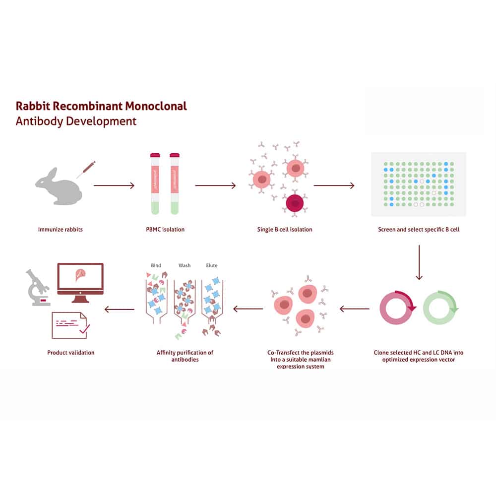 4. Recombinant DNA