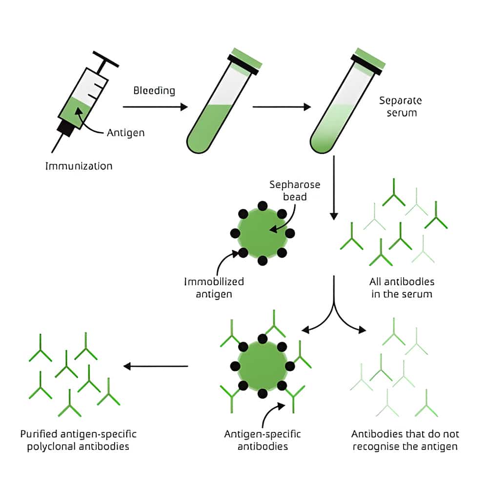 6. Mammalian cell expression