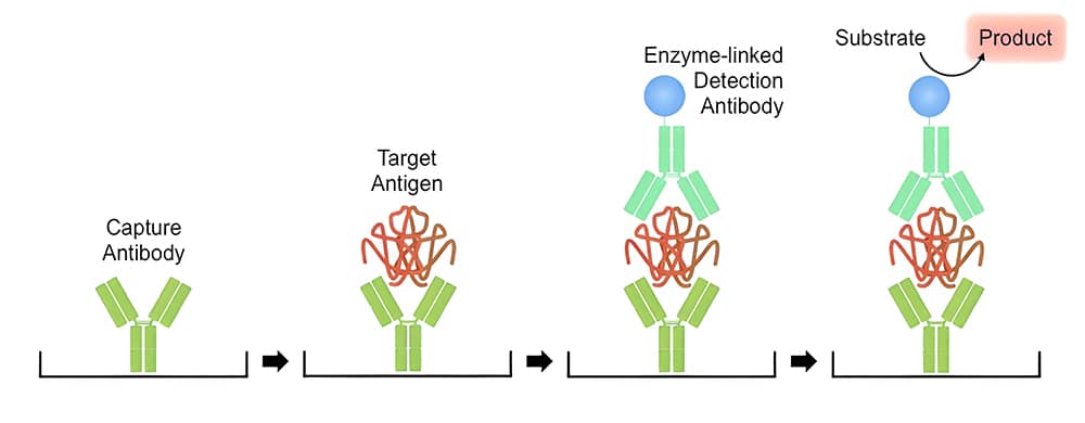 Antibody pair