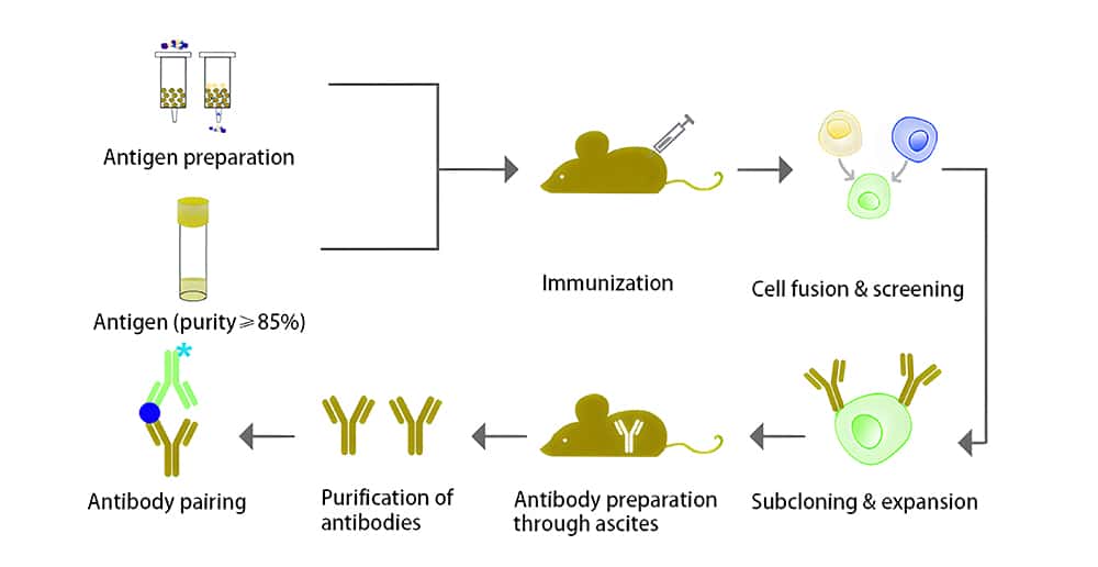 Antibody pairing service