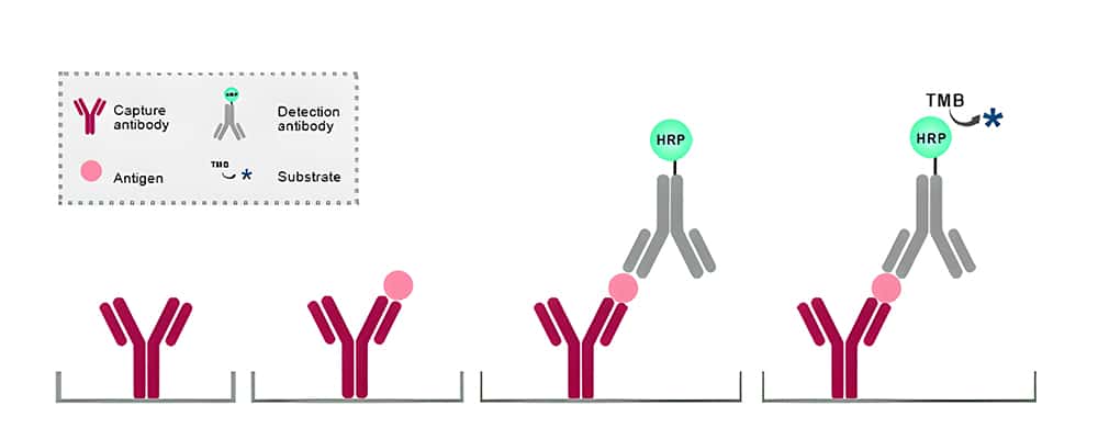 Antibody pairing