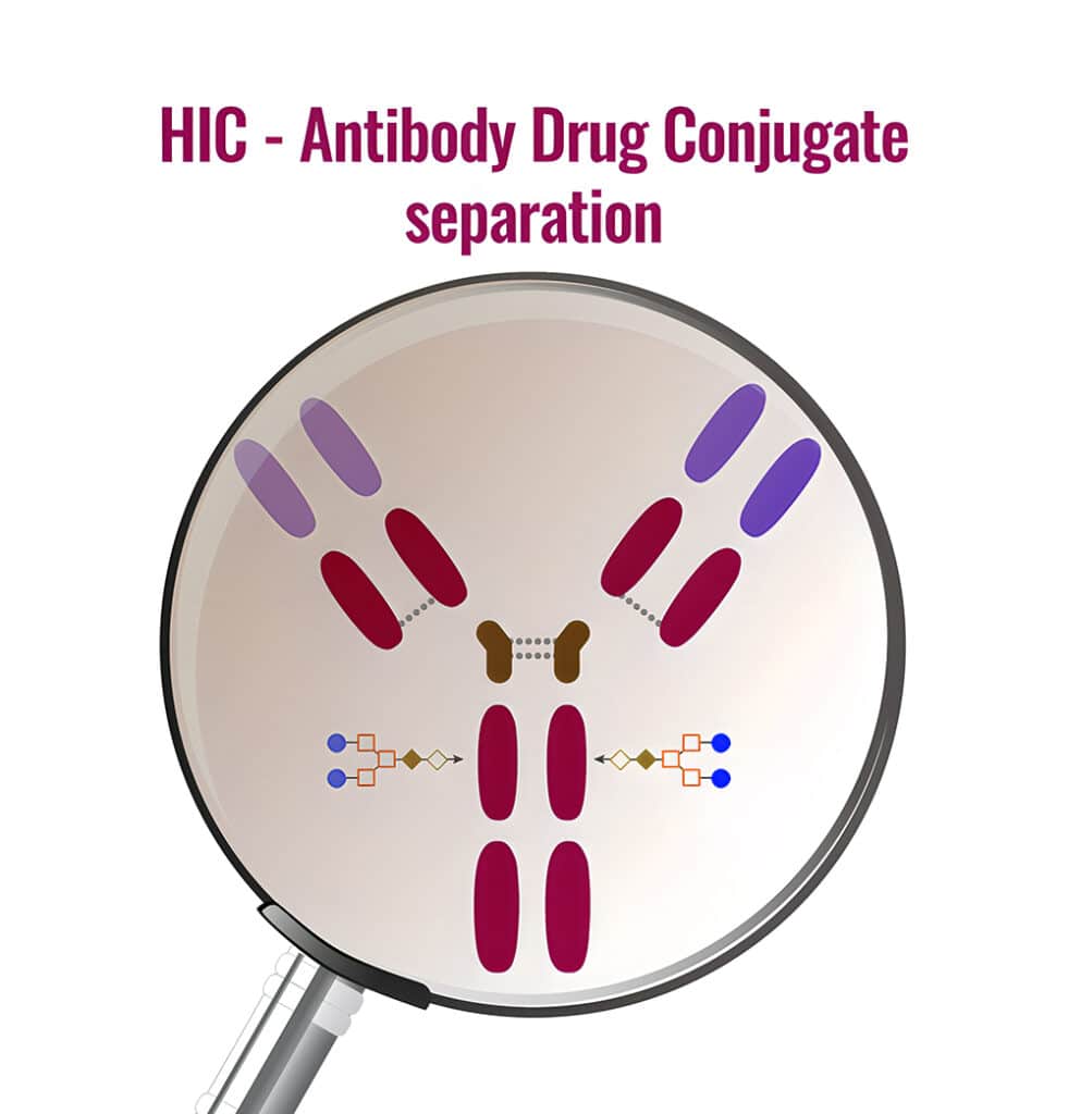 HIC-Antibody Drug Conjugate