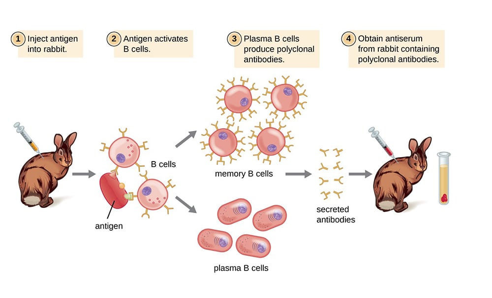 Poly-antibody process