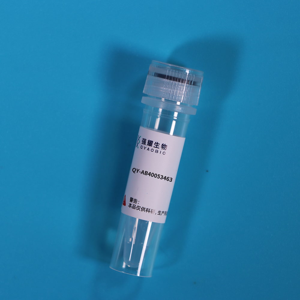 Anti-Glutathione S Transferase (GST) Tag Monoclonal Antibody