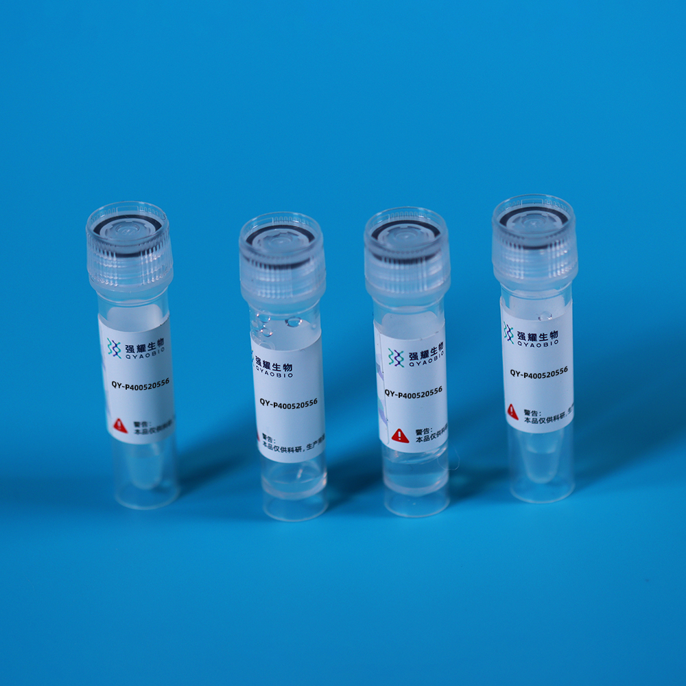 Recombinant Adiponectin (ADPN)