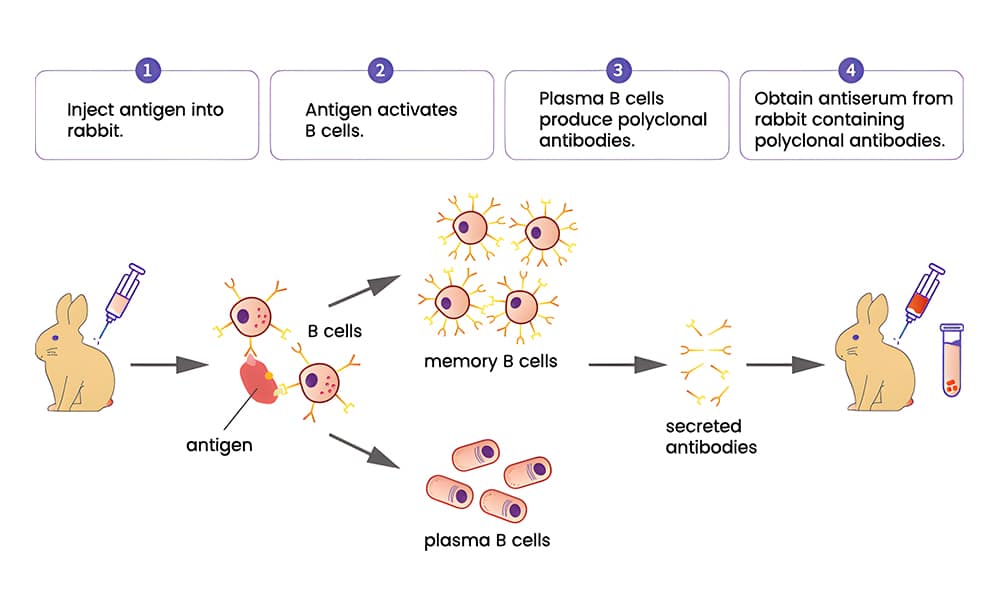 Rabbit poly-antibody