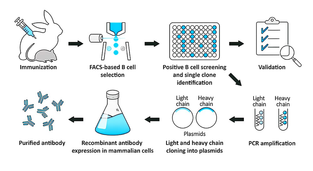 Recombinant antibody