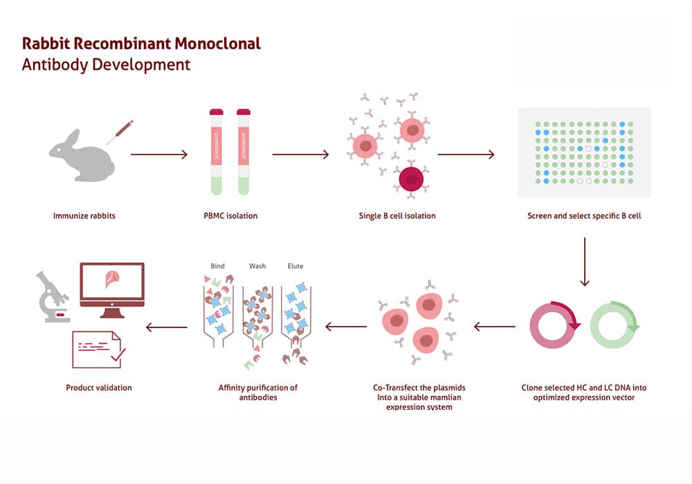 Recombinant monoclonal antibody development