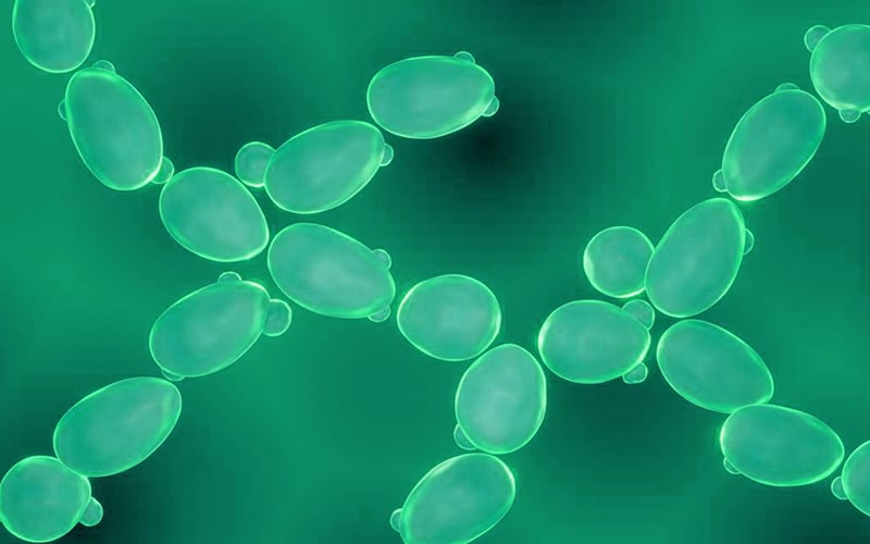 Yeast expression vectors