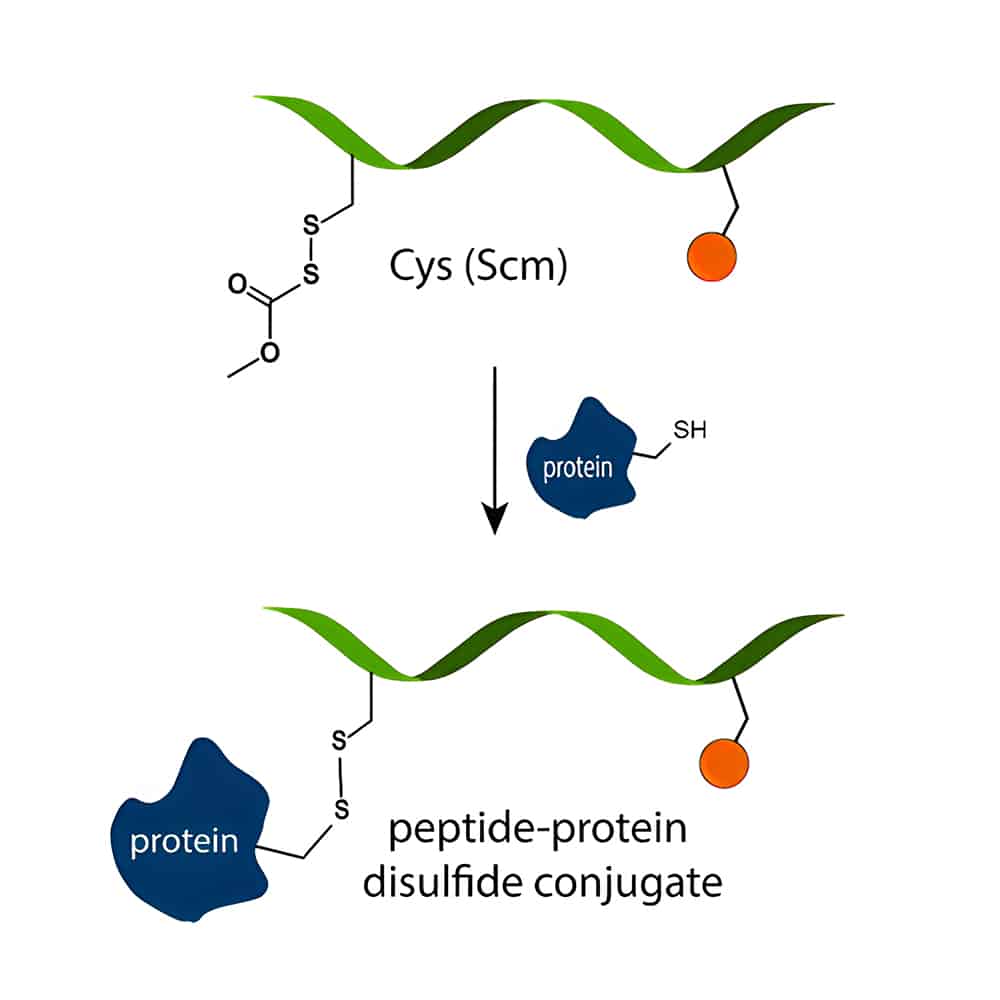 1.Peptide-protein-conjugation