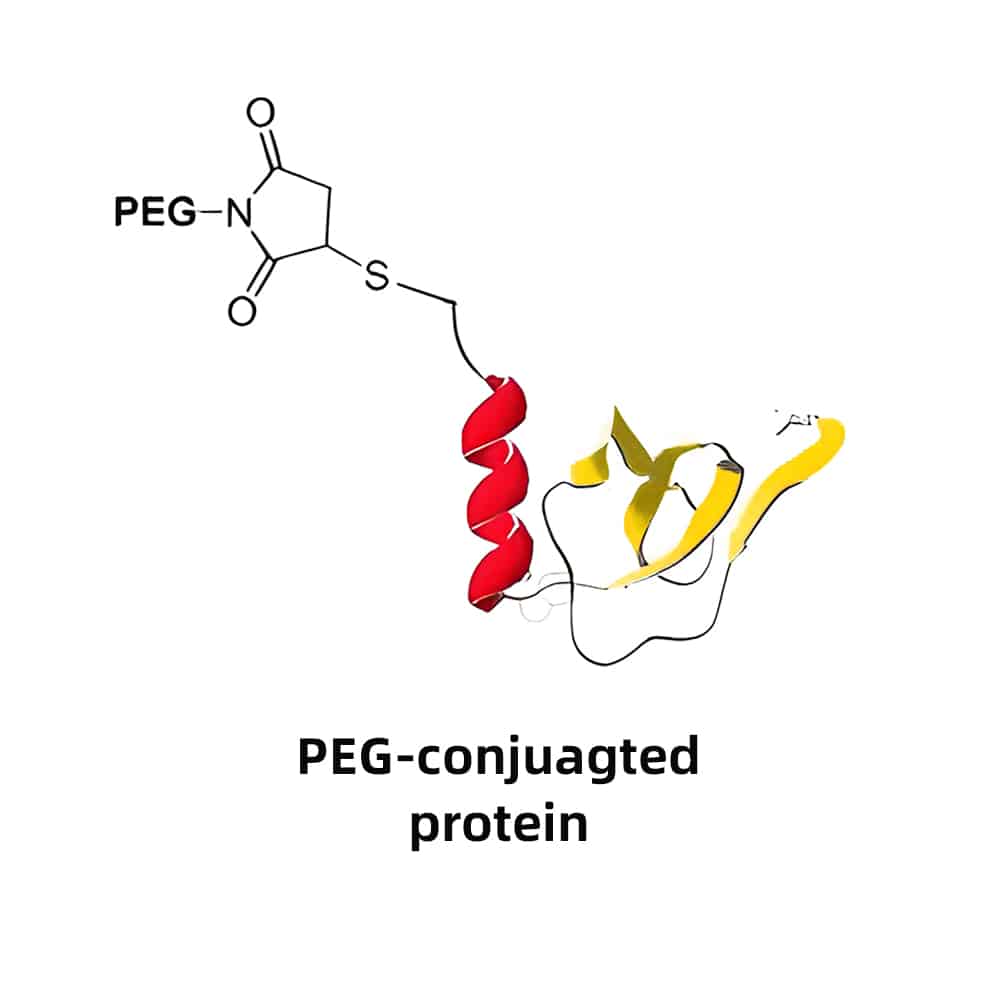 2.PEG-peptide-conjugation