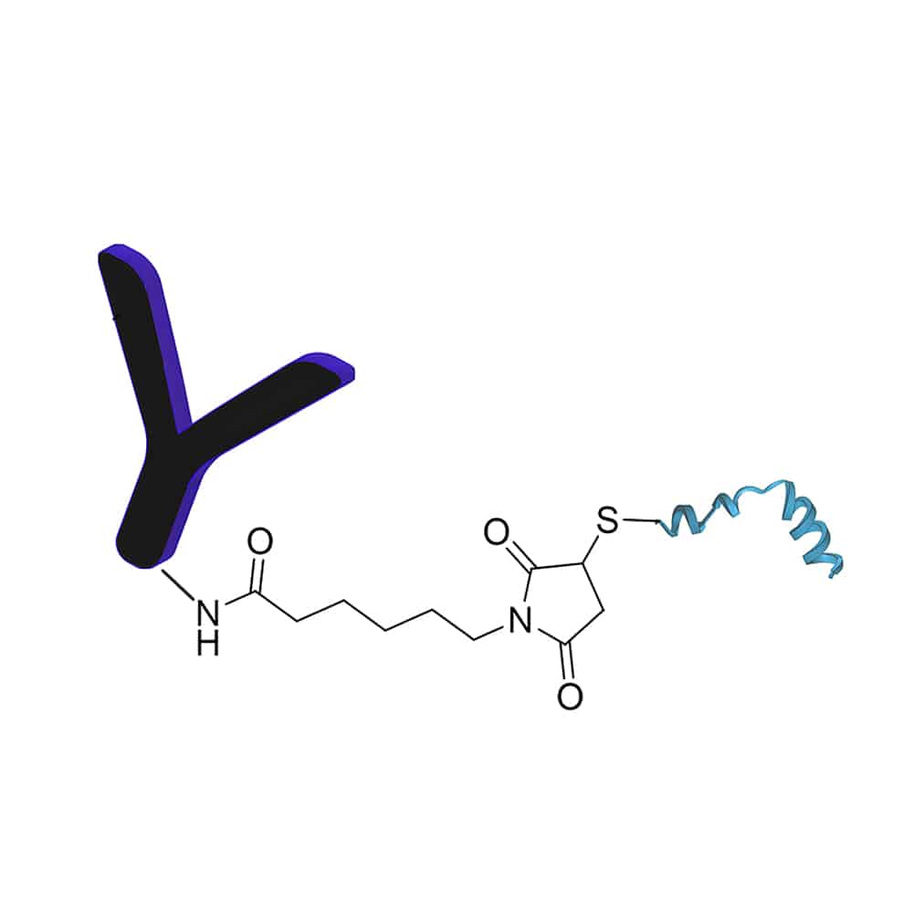 4.Antibody-peptide-conjugation