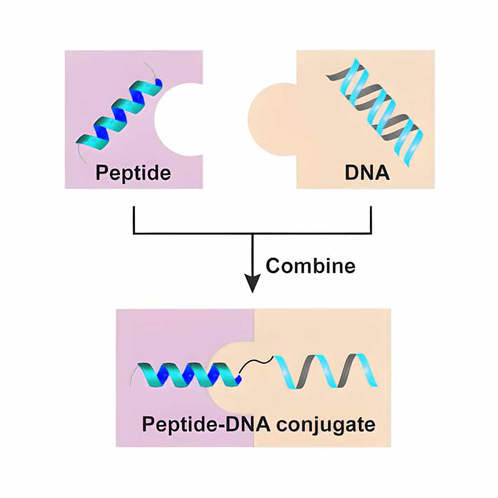 7.DNA-peptide-conjugates