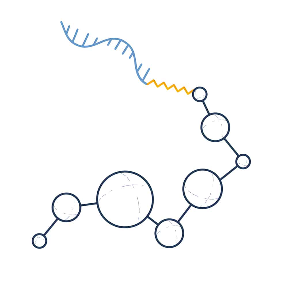 8.RNA-peptide-conjugates