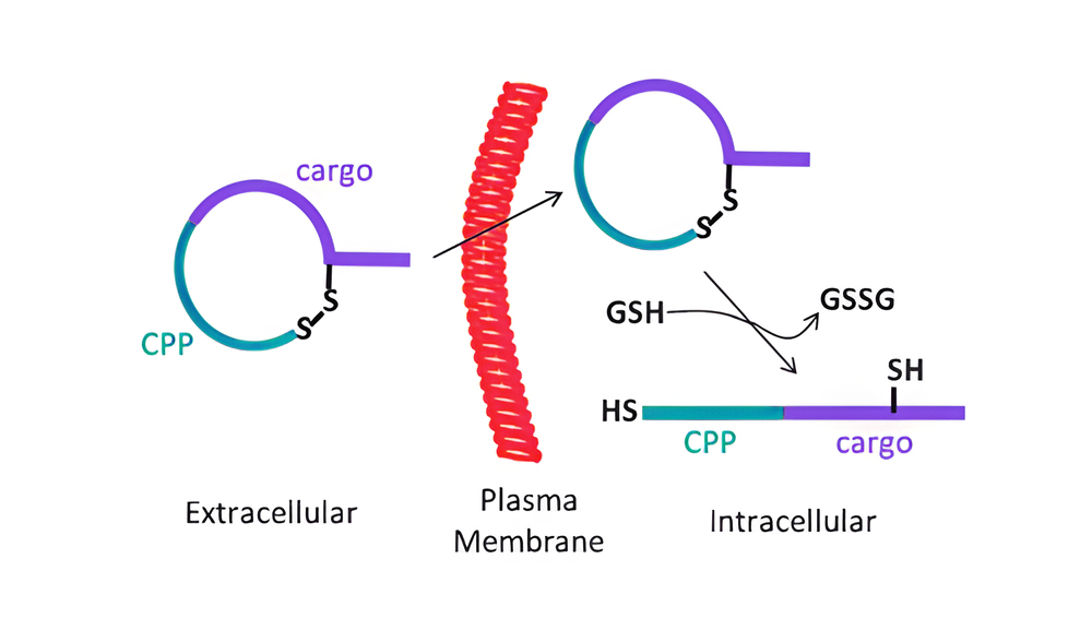 12. Disulfide CPP