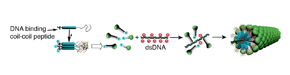 16. DNA cell permeability