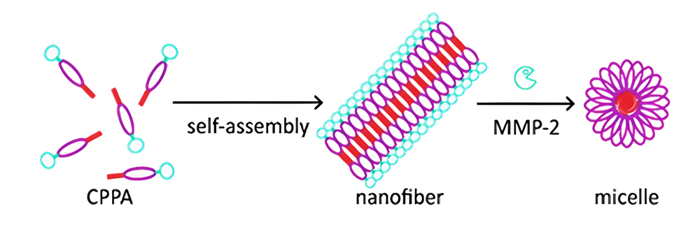 17. Enzyme-responsive CPP