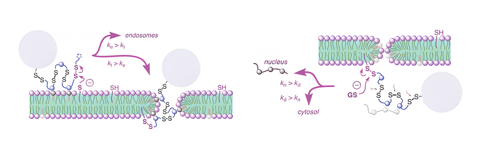 2. Cell-permeable polysulfides