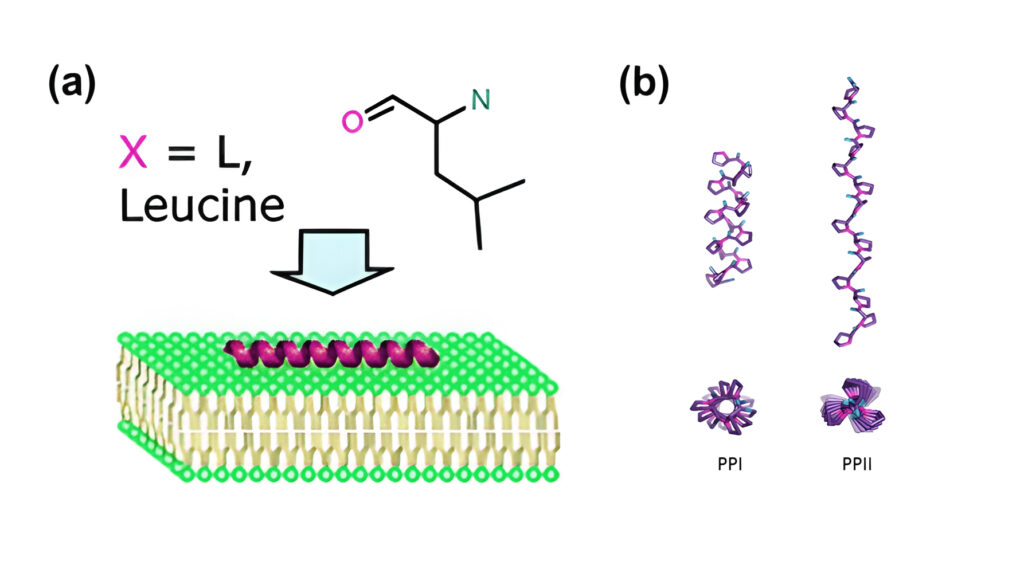 6. Amphipathic CPPs