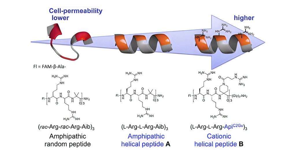 8. CPP's secondary structure