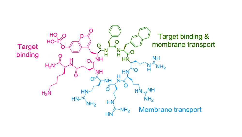 9. Cyclic CPP